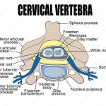 Vetor de Cervical vertebra do Stock | Adobe Stock