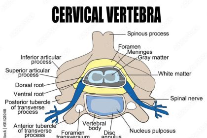 Vetor de Cervical vertebra do Stock | Adobe Stock
