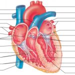 Sobre A Anatomia Interna Do Coração Analise As Afirmações