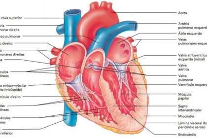 Sobre A Anatomia Interna Do Coração Analise As Afirmações