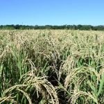Missão De Investigação Da Terra Dos Arrozais
