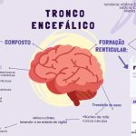 O Tronco Encefálico É Formado Por
