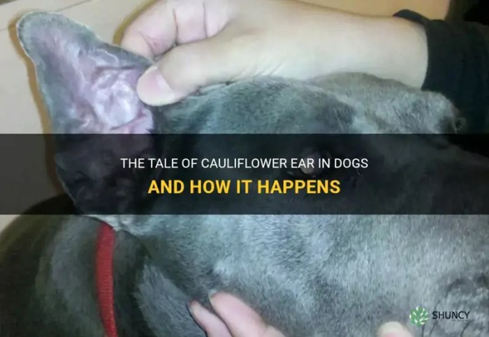 What happens if you ignore cauliflower ear?