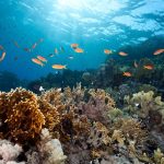 4 ways to take action to protect oceans and people