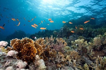 4 ways to take action to protect oceans and people