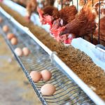 AUSTER NUTRIÇÃO ANIMAL INICIA CARREGAMENTO DE CAMINHÕES - Panorama de ...