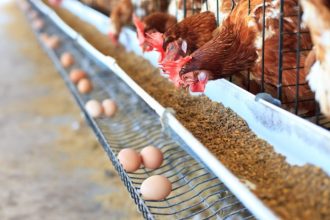 AUSTER NUTRIÇÃO ANIMAL INICIA CARREGAMENTO DE CAMINHÕES - Panorama de ...