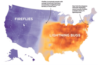 These Maps Highlight the Differences in How Americans Say Things