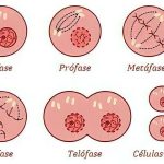 A Mitose É Dividida Em Quatro Fases Principais. A Fase Circulada Na Cor Vermelha Na Imagem É A