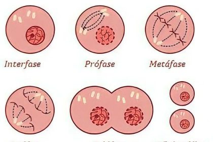 A Mitose É Dividida Em Quatro Fases Principais. A Fase Circulada Na Cor Vermelha Na Imagem É A