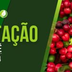COTAÇÃO DO CAFÉ – 28/06/2024 | Rede Mais