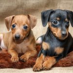 Magazine para cães - Raças de cães: Tudo sobre o Pinscher alemão