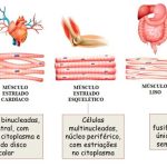 Tecido muscular - O que é, função, contrações, tipos, liso, estriado