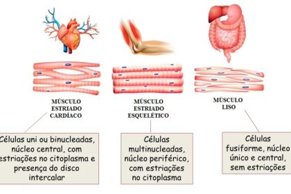 Tecido muscular - O que é, função, contrações, tipos, liso, estriado